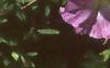 Petunia milliflora 'Fantasy Pink Morn', flowers