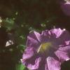 Petunia milliflora 'Fantasy Pink Morn', flowers