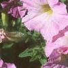Petunia milliflora 'Fantasy Pink Morn', flowers