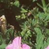 Petunia milliflora 'Fantasy Pink Morn', flowers