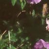 Petunia milliflora 'Fantasy Pink Morn', flowers