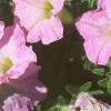 Petunia milliflora 'Fantasy Pink Morn', flowers