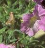 Petunia milliflora 'Fantasy Pink Morn', flowers