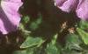 Petunia milliflora 'Fantasy Pink Morn', flowers