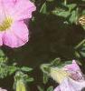Petunia milliflora 'Fantasy Pink Morn', flowers