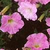 Petunia milliflora 'Fantasy Pink Morn', flowers