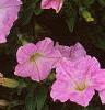 Petunia milliflora 'Fantasy Pink Morn', flowers