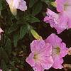 Petunia milliflora 'Fantasy Pink Morn', flowers