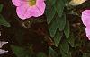 Petunia milliflora 'Fantasy Pink Morn', flowers