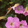 Petunia milliflora 'Fantasy Pink Morn', flowers