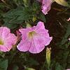 Petunia milliflora 'Fantasy Pink Morn', flowers