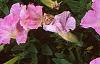 Petunia milliflora 'Fantasy Pink Morn', flowers