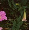 Petunia milliflora 'Fantasy Pink Morn', flowers