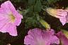 Petunia milliflora 'Fantasy Pink Morn', flowers