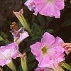 Petunia milliflora 'Fantasy Pink Morn', flowers