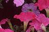 Petunia milliflora 'Fantasy Pink Morn', flowers