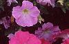 Petunia milliflora 'Fantasy Pink Morn', flowers