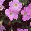 Petunia milliflora 'Fantasy Pink Morn', flowers