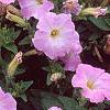 Petunia milliflora 'Fantasy Pink Morn', flowers