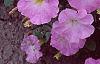 Petunia milliflora 'Fantasy Pink Morn', flowers