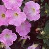 Petunia milliflora 'Fantasy Pink Morn', flowers