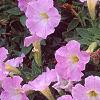 Petunia milliflora 'Fantasy Pink Morn', flowers