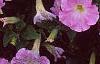 Petunia milliflora 'Fantasy Pink Morn', flowers