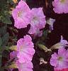 Petunia milliflora 'Fantasy Pink Morn', flowers