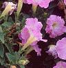 Petunia milliflora 'Fantasy Pink Morn', flowers