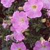 Petunia milliflora 'Fantasy Pink Morn', flowers