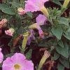 Petunia milliflora 'Fantasy Pink Morn', flowers