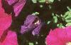 Petunia milliflora 'Fantasy Carmine', flowers