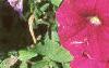 Petunia milliflora 'Fantasy Carmine', flowers