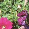 Petunia milliflora 'Fantasy Carmine', flowers
