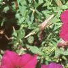 Petunia milliflora 'Fantasy Carmine', flowers