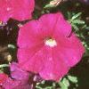 Petunia milliflora 'Fantasy Carmine', flowers