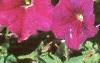 Petunia milliflora 'Fantasy Carmine', flowers