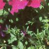 Petunia milliflora 'Fantasy Carmine', flowers