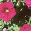 Petunia milliflora 'Fantasy Carmine', flowers