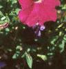 Petunia milliflora 'Fantasy Carmine', flowers