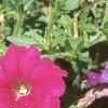 Petunia milliflora 'Fantasy Carmine', flowers