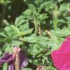 Petunia milliflora 'Fantasy Carmine', flowers