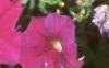 Petunia milliflora 'Fantasy Carmine', flowers