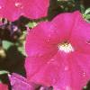 Petunia milliflora 'Fantasy Carmine', flowers