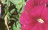 Petunia milliflora 'Fantasy Carmine', flowers