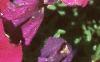 Petunia milliflora 'Fantasy Carmine', flowers