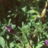 Petunia milliflora 'Fantasy Carmine', flowers