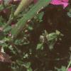 Petunia milliflora 'Merlin Pink Morn', flowers