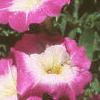 Petunia milliflora 'Merlin Pink Morn', flowers