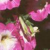 Petunia milliflora 'Merlin Pink Morn', flowers